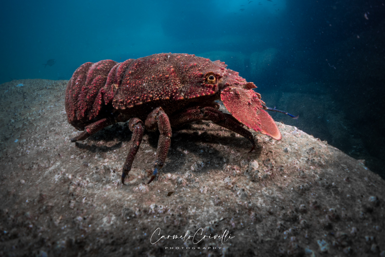 Morton Bay Bug (Bay Lobster)